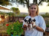 Shihtzu Bebeklerimiz