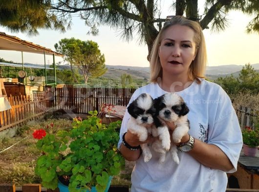 Shihtzu Bebeklerimiz görsel