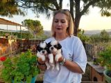 Shihtzu Bebeklerimiz