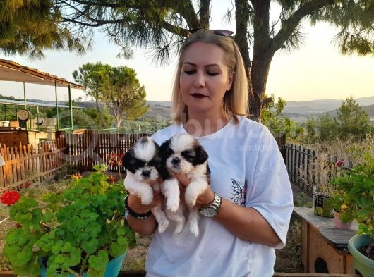 Shihtzu Bebeklerimiz görsel