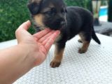 Asil kan K9 Polis Alman kurdu