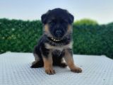 Asil Kan K9 Polis Alman Kurdu