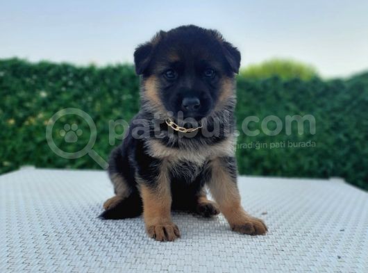 Asil Kan K9 Polis Alman Kurdu görsel