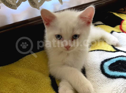British Erkek Kedi görsel
