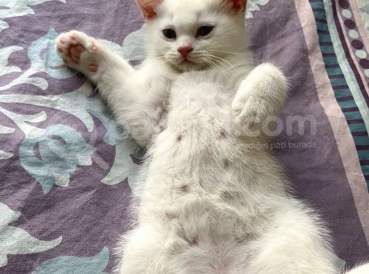British Erkek Kedi görsel