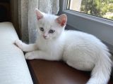 British erkek kedi