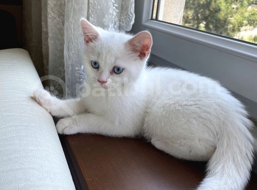 British Erkek Kedi