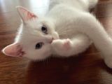 British Erkek Kedi