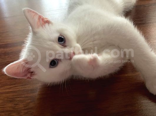 British Erkek Kedi görsel