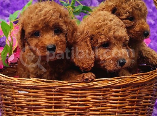 HER BÜTÇEYE TOY POODLE YAVRULAR