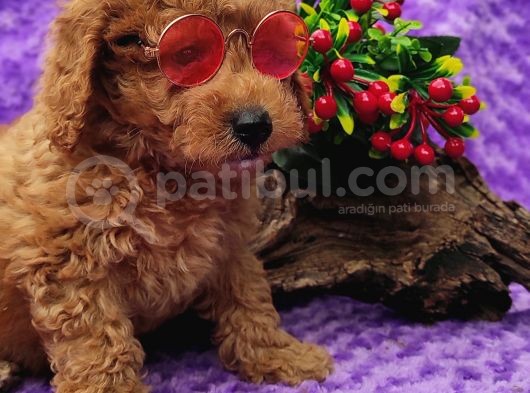 Her Bütçeye Toy Poodle Yavrular görsel