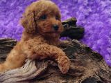 Her Bütçeye Toy Poodle Yavrular