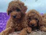 Her Bütçeye Toy Poodle Yavrular