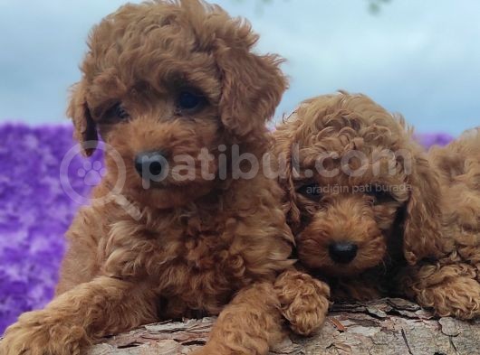 Her Bütçeye Toy Poodle Yavrular görsel