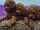 Her Bütçeye Toy Poodle Yavrular