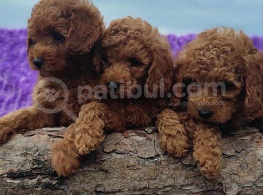 Her Bütçeye Toy Poodle Yavrular görsel
