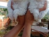 Maltese
