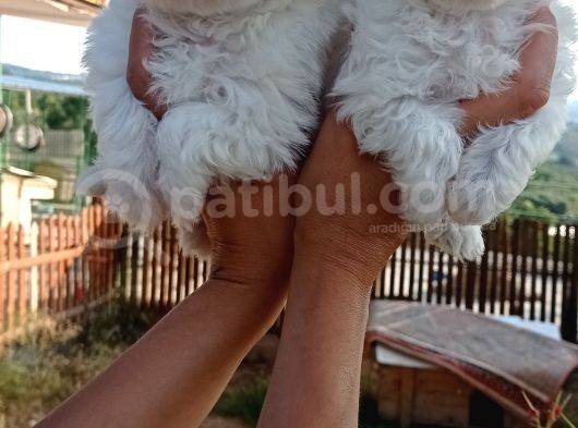 Maltese