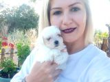 Maltese