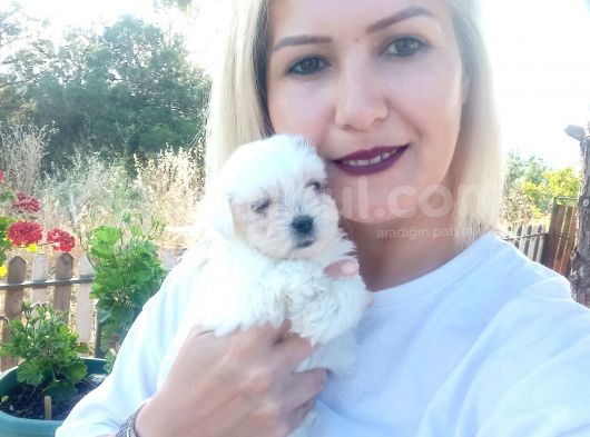 Maltese görsel