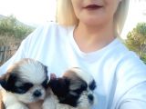 Shihtzu bebeklerimiz