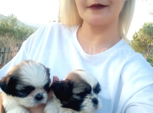 Shihtzu Bebeklerimiz