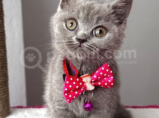 Uyguna  Dişi Lilac British Bebeğim görsel
