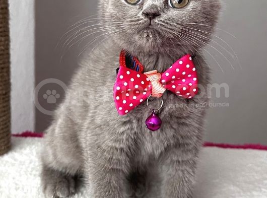 Uyguna  Dişi Lilac British Bebeğim görsel