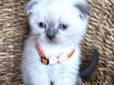 Safkan Bluepoint Dişi Scottish Fold Bebemiz