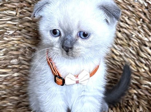 Safkan Bluepoint Dişi Scottish Fold Bebemiz görsel