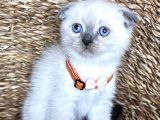 Safkan Bluepoint Dişi Scottish Fold Bebemiz