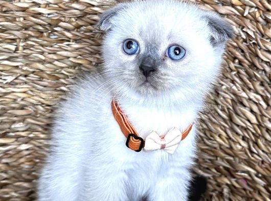 Safkan Bluepoint Dişi Scottish Fold Bebemiz