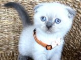Safkan Bluepoint Dişi Scottish Fold Bebemiz