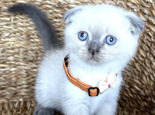 Safkan Bluepoint Dişi Scottish Fold Bebemiz görsel