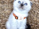 Safkan Bluepoint Dişi Scottish Fold Bebemiz