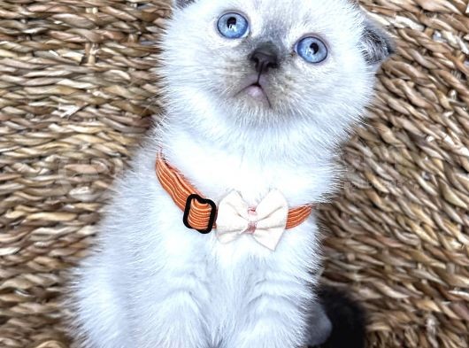 Safkan Bluepoint Dişi Scottish Fold Bebemiz görsel