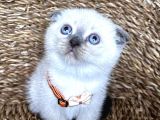 Safkan Bluepoint Dişi Scottish Fold Bebemiz