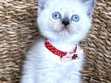 Safkan Dişi Bluepoint British Shorthair Bebeğim