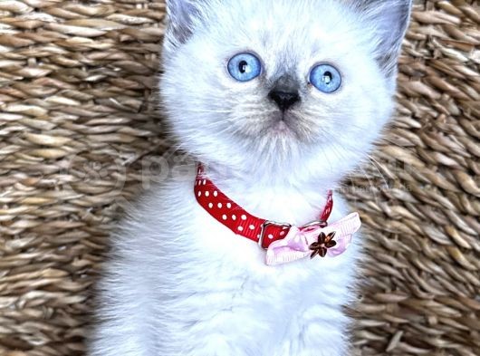 Safkan Dişi Bluepoint British Shorthair Bebeğim görsel