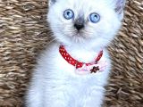 Safkan Dişi Bluepoint British Shorthair Bebeğim