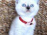 Safkan Dişi Bluepoint British Shorthair Bebeğim