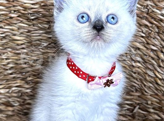Safkan Dişi Bluepoint British Shorthair Bebeğim görsel