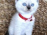 Safkan Dişi Bluepoint British Shorthair Bebeğim