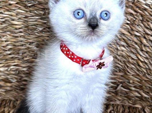 Safkan Dişi Bluepoint British Shorthair Bebeğim görsel