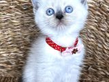 Safkan Dişi Bluepoint British Shorthair Bebeğim