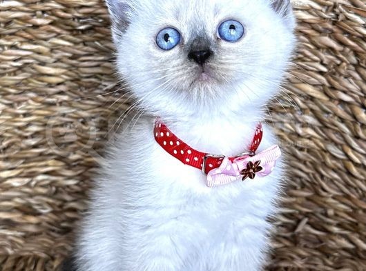 Safkan Dişi Bluepoint British Shorthair Bebeğim