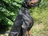 Safkan Doberman Yavrular