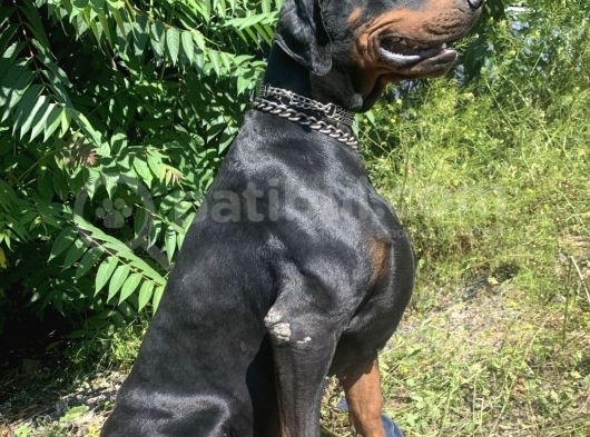 Safkan Doberman Yavrular görsel