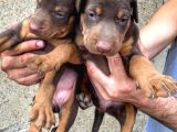 Safkan Doberman Yavrular