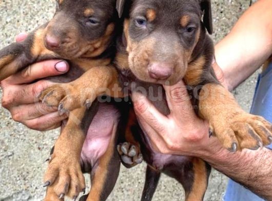 Safkan Doberman Yavrular görsel